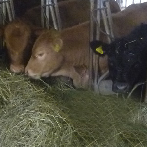 Angus-Rinder bei der Fuetterung