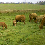 Rinderweide