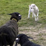 Schwarze Schafe mit hellem Lamm